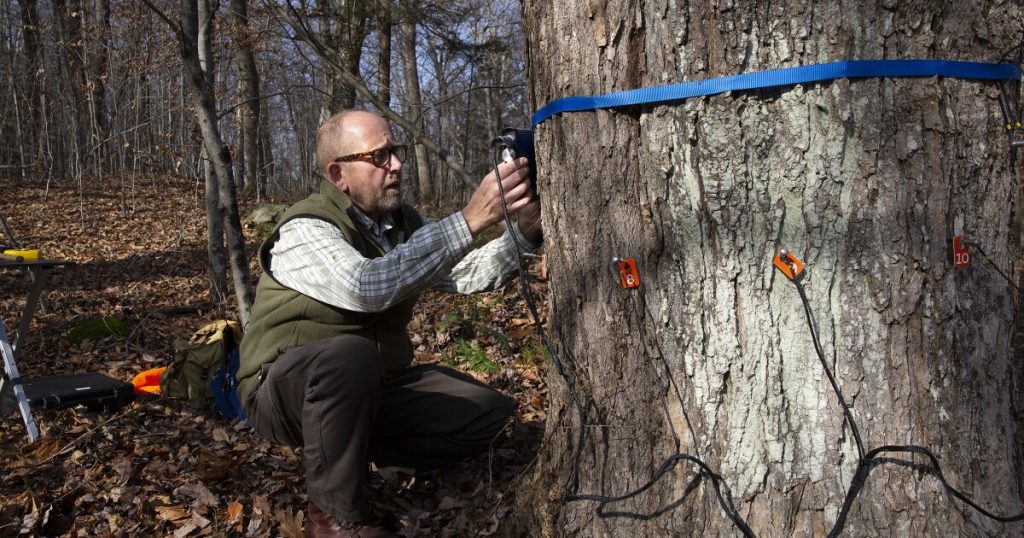 How Do You Measure a Tree Breathing? One Sensor's Answer