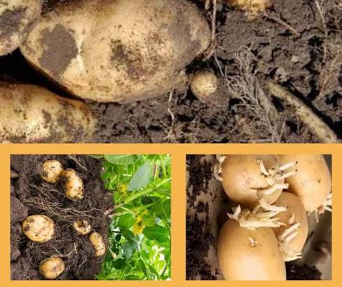 Real-Time Growth and Diurnal Thickness Variation of a Buried Solanum tuberosum (L.) Tuber