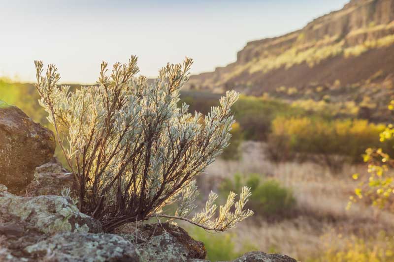 Responses of Big Sagebrush and Spiny Hopsage to Increasing Water Stress