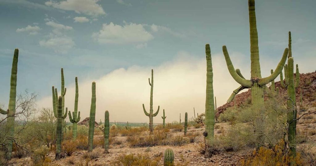 What Two Desert Plants Can Teach Us About Surviving Drought