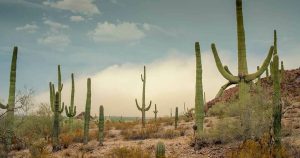 What Two Desert Plants Can Teach Us About Surviving Drought