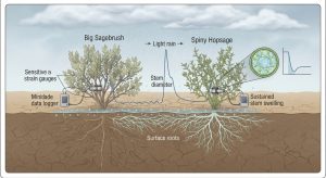 Rain Barely Touches the Soil, But Plants Still Feel It Fast