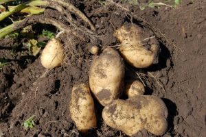 What Your Potatoes Are Doing at Night