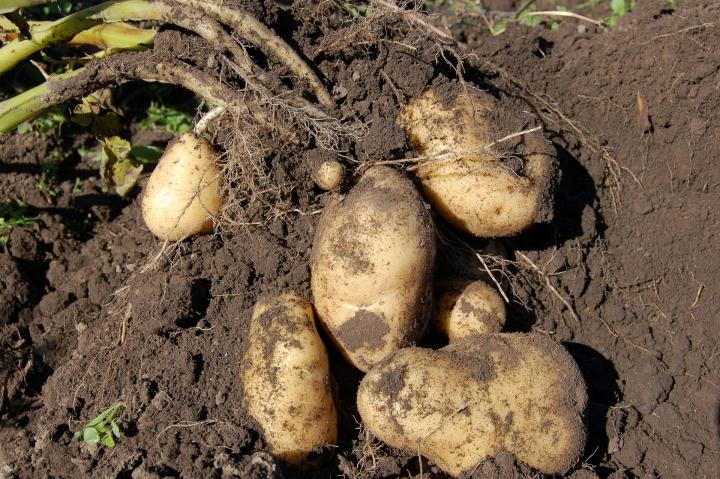 What Your Potatoes Are Doing at Night