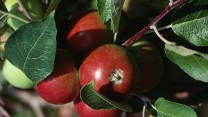Your Apple Is Growing Right Now. Here's How We Know